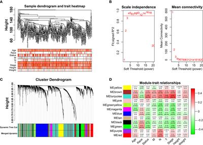 Identify and validate RUNX2 and LAMA2 as novel prognostic signatures and correlate with immune infiltrates in bladder cancer